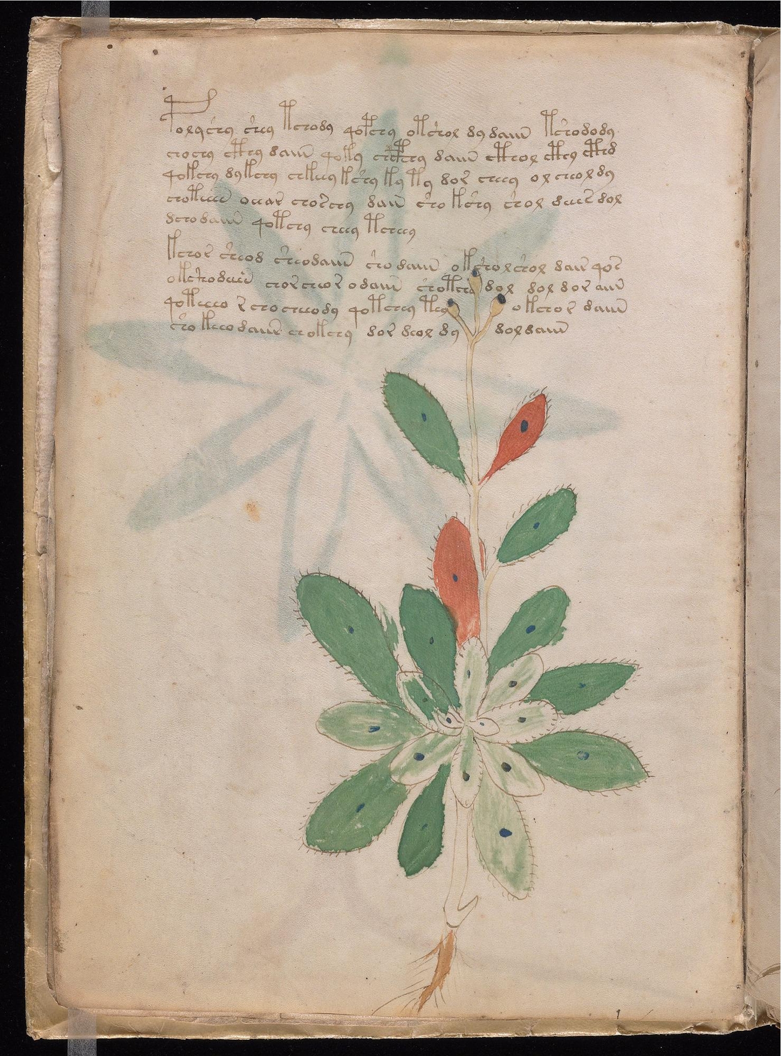 Original manuscript of Folio 7v